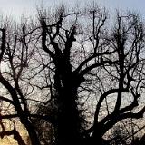 1304S 20 Dicke Linde